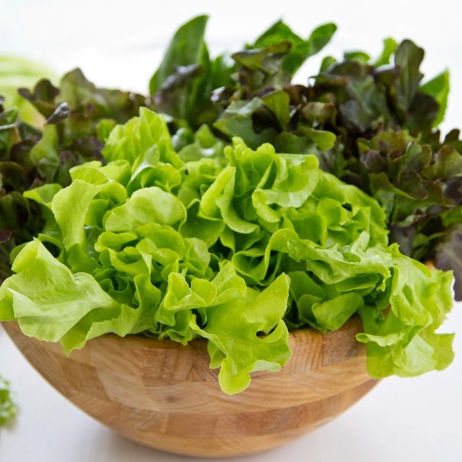 Salade feuille de chêne